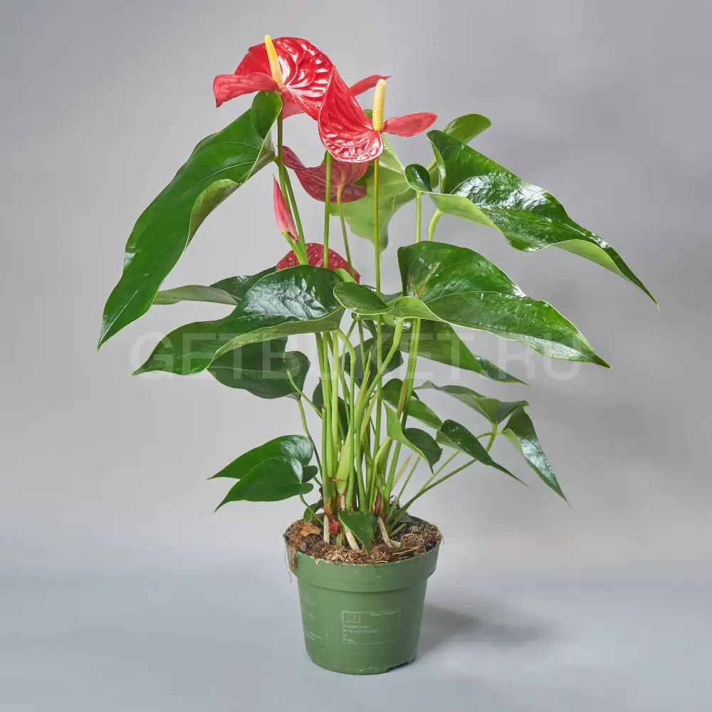 213129 Антуриум Красный 