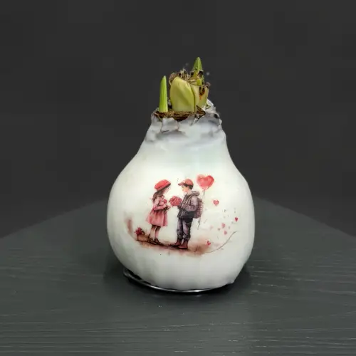 Луковицы амариллиса в ассортименте