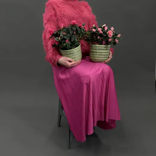 Рододендрон в горшке в ассортименте